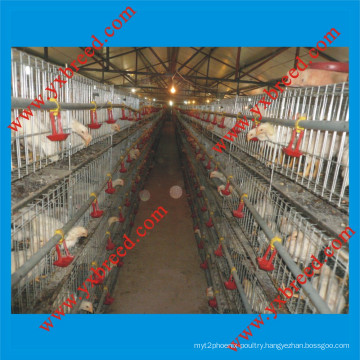 Battery Cages for Meat Chicken
